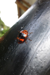 Iphiclus subsanguineus