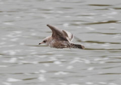 Larus brachyrhynchus