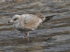 Larus brachyrhynchus