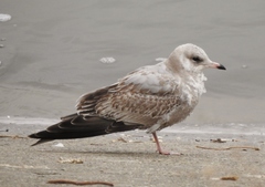 Larus brachyrhynchus