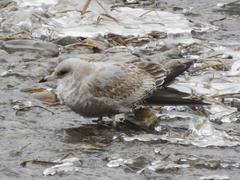 Larus brachyrhynchus