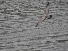 Larus brachyrhynchus