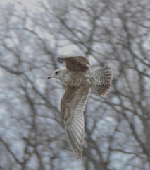 Larus brachyrhynchus