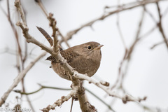House Wren photo 6