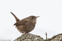 House Wren photo 5