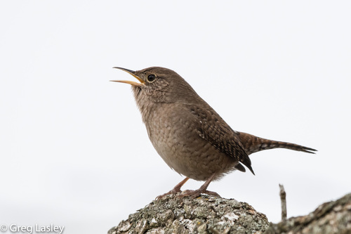 Northern House Wren, Gonzales County, TX, USA, photo 8 of 10