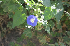 Ipomoea
