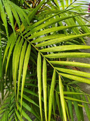Areca Palm
