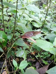 Anthurium caramantae