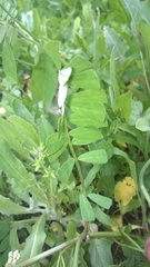 Securigera securidaca