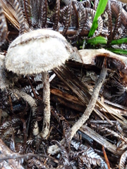 Psathyrella asperospora image