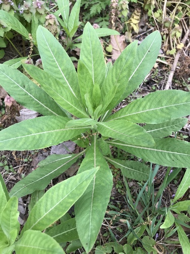common evening primrose (Oenothera biennis)