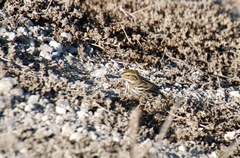 Passerculus sandwichensis beldingi