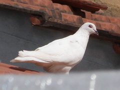 Columba livia domestica