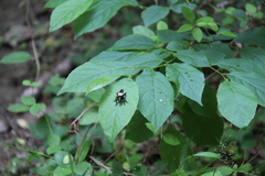 Laphria macquarti