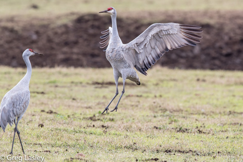 Sandhill Crane, photo 8 of 10