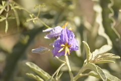 Solanum elaeagnifolium