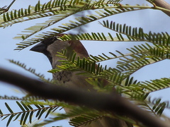 Passer domesticus