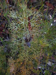 Petrophile canescens