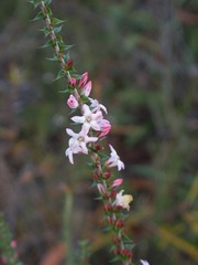 Epacris pulchella
