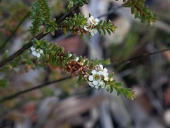 Baeckea diosmifolia