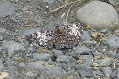 Hamadryas fornax