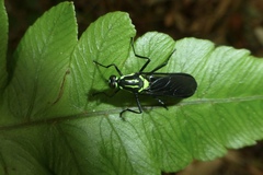Stratiomyomorpha