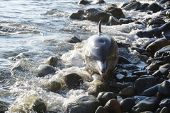 Delphinus delphis ponticus