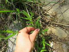 Hypericum sphaerocarpum