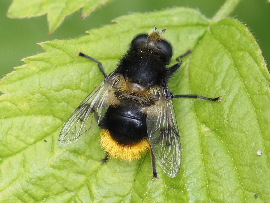 Mallota fuciformis