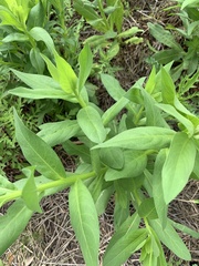 Plectocephalus americanus