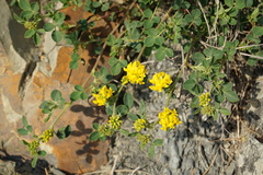 Medicago cretacea