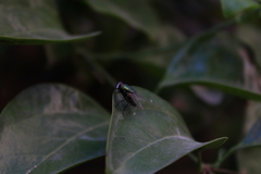 Calliphoridae