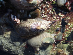 Image of Dendrofissurella scutellum