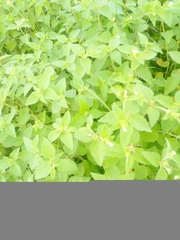 Angiospermae