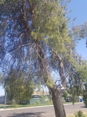 Pinus