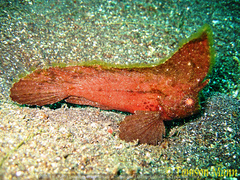 Ablabys macracanthus