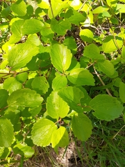Viburnum ellipticum