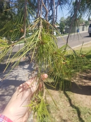 Pinus