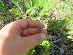 Carex meadii