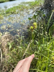 Carex brittoniana