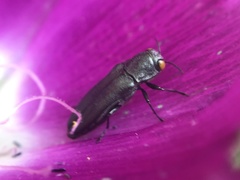 Agrilus muticus