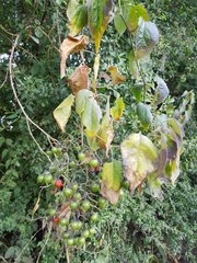 Solanum dulcamaroides