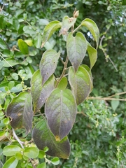 Solanum dulcamaroides