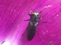 Agrilus muticus