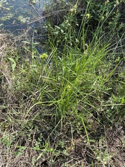 Carex brittoniana