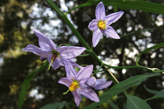 Solanum amygdalifolium