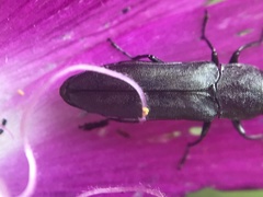Agrilus muticus