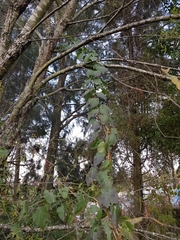 Solanum dulcamaroides