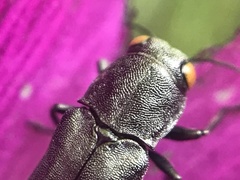 Agrilus muticus